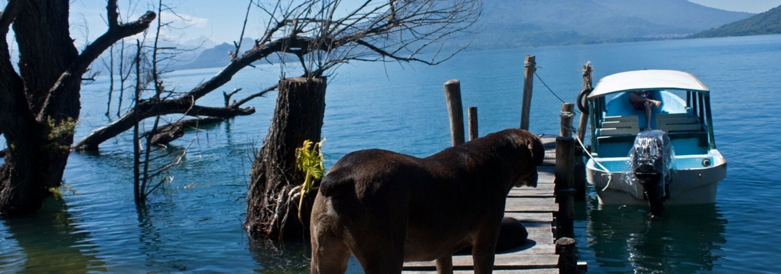 Pet Friendly Villas In Lake Garda