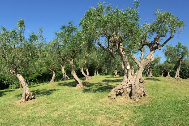 Divine Le Marche villa near the sea and private swimming pool