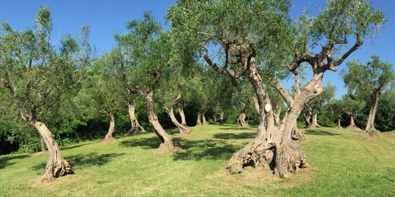 Divine Le Marche villa near the sea and private swimming pool