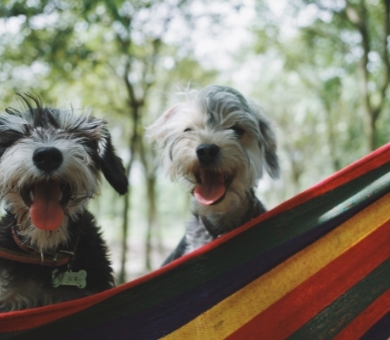 Pet Friendly Properties