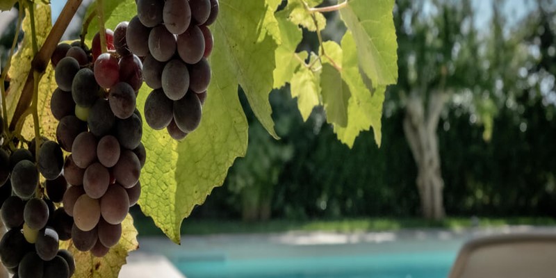 Luxury Villa For Large Groups With Private Pool In Puglia, Italy